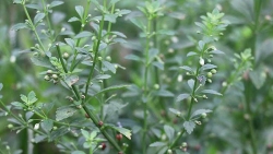 27 mẹo đơn giản – dễ làm – ai cũng nên lưu lại