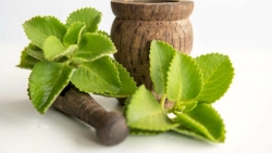 Bài thuốc dân gian giúp thanh nhiệt, giải cảm nhẹ, giảm mệt mỏi, ho đờm từ nguyên liệu tự nhiên, dễ nấu, phù hợp cho cả gia đình.